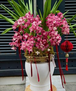 CHẬU ĐỊA LAN 5-6 CÀNH MÀU HỒNG C0002