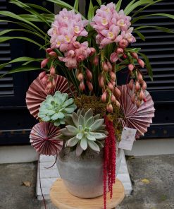 CHẬU ĐỊA LAN 5-6 CÀNH MÀU HỒNG C0003