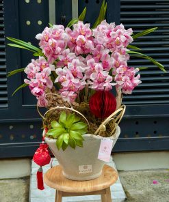 CHẬU ĐỊA LAN 6 CÀNH MÀU HỒNG C0009