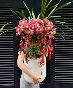 CHẬU ĐỊA LAN 5-6 CÀNH MÀU ĐỎ ĐÔ C0019