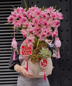 CHẬU ĐỊA LAN 5-6 CÀNH MÀU HỒNG C0024