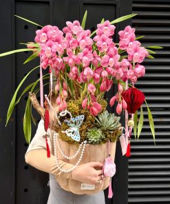 CHẬU ĐỊA LAN 5-6 CÀNH MÀU HỒNG C0025