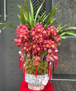 CHẬU ĐỊA LAN 5-6 CÀNH MÀU ĐỎ C0026