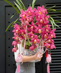 CHẬU ĐỊA LAN 5-6 CÀNH MÀU HỒNG C0027