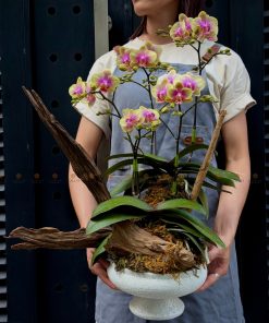 LẴNG HOA CHÚC MỪNG LAN MINI L0062