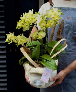 LẴNG HOA CHÚC MỪNG LAN MINI L0063