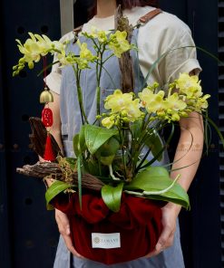 LẴNG HOA CHÚC MỪNG LAN MINI L0064