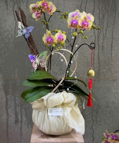 CHẬU HOA CHÚC MỪNG LAN MINI L0067