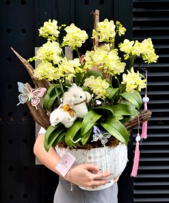 CHẬU HOA CHÚC MỪNG LAN MINI L0069